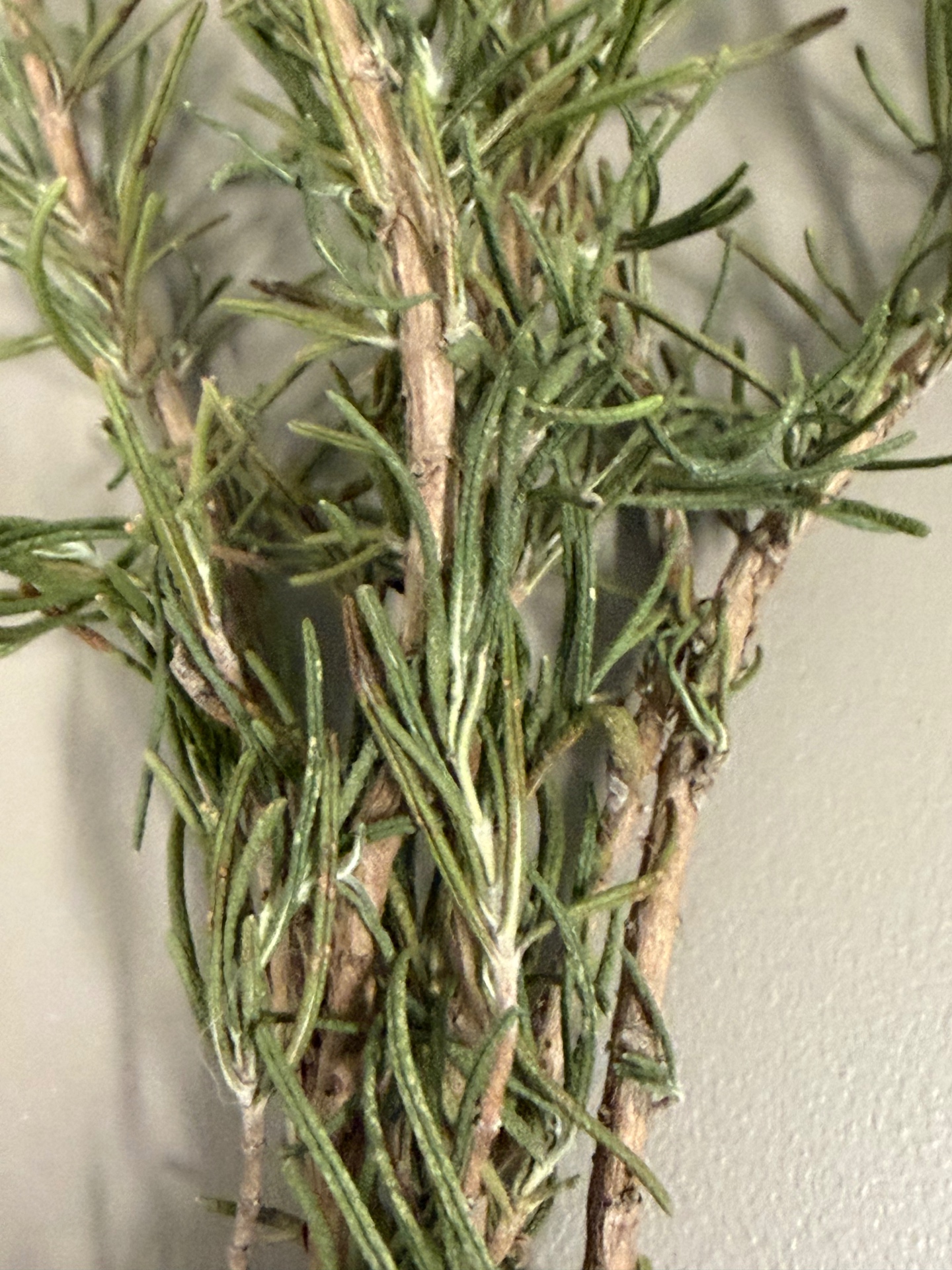 Bush medicine — dried herbs of the village